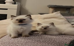 Ragdoll cats for sale: Adorable Ragdoll Kitten ready now - Image 3