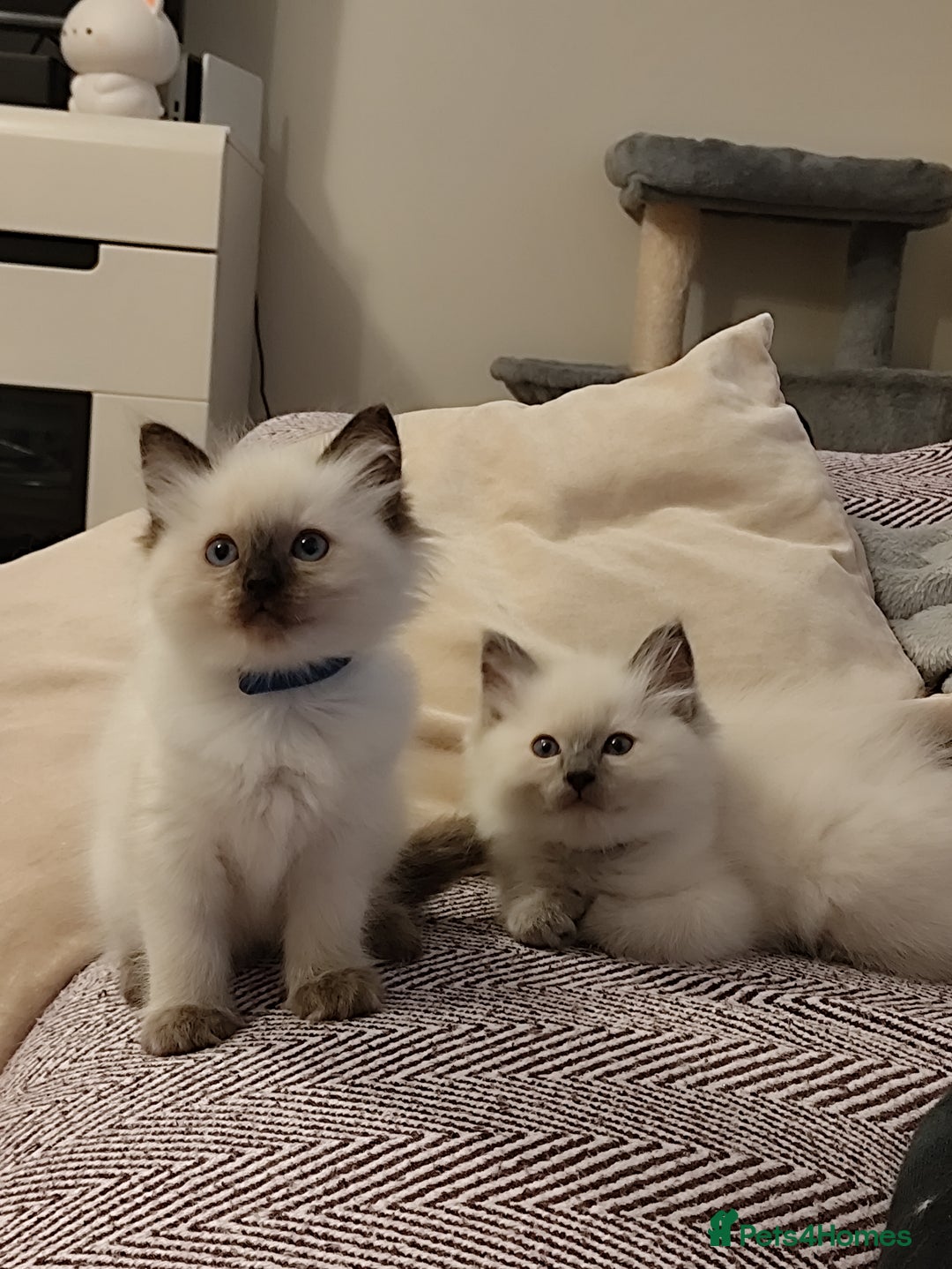 Ragdoll cats for sale: Adorable Ragdoll Kitten ready now - Image 3