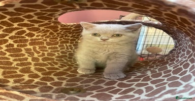 British Shorthair cats - Advert 1