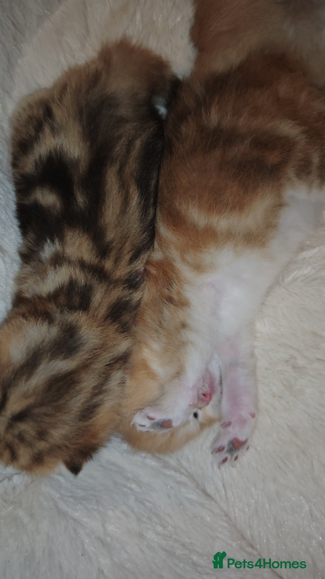 British Shorthair cats for sale: Stunning pedigree BSH Golden black Chinchilla  - Advert 14