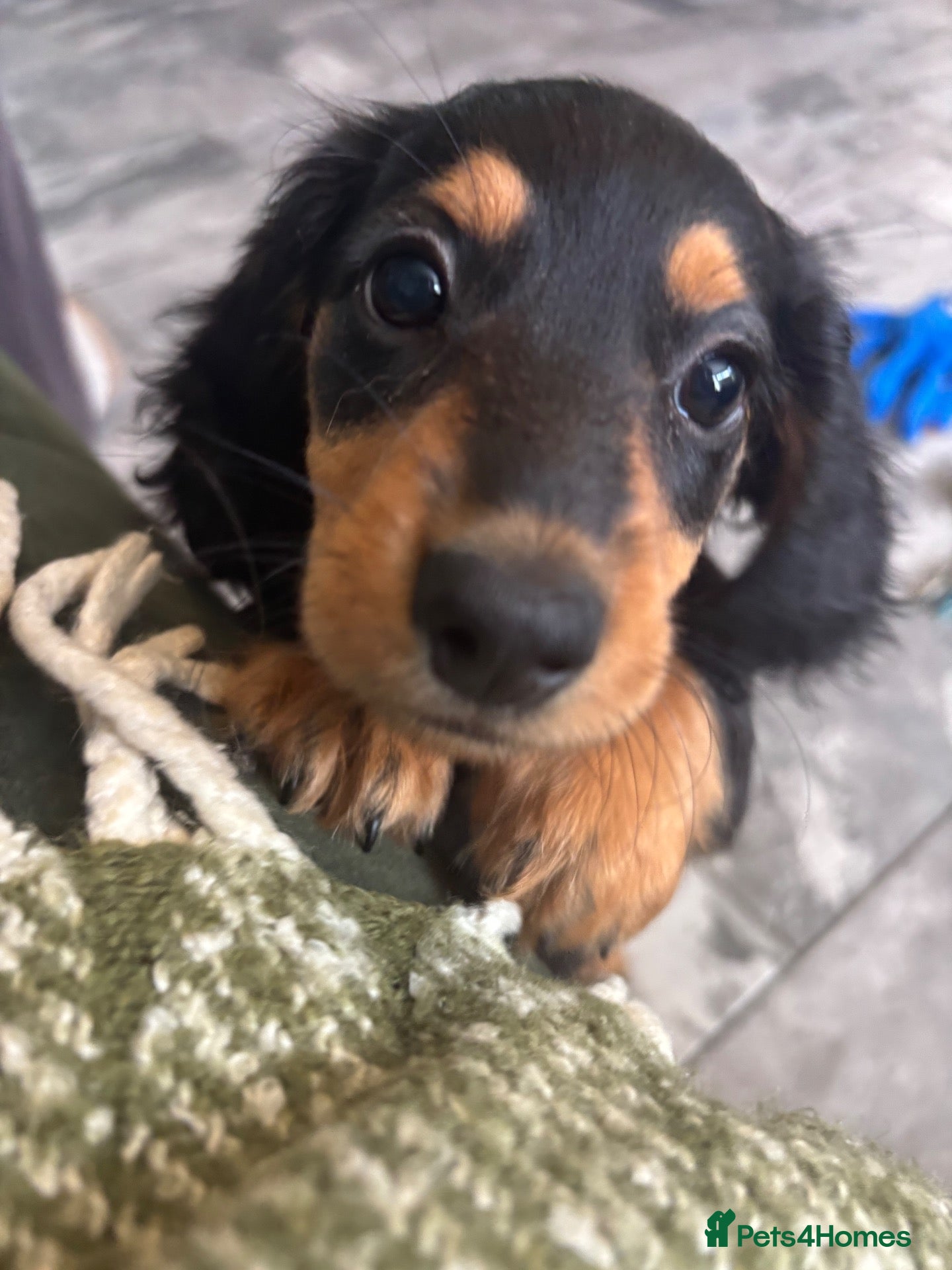 Dachshund dogs Beautiful Dachshund Puppies - Ready Now 🐾 - Advert 1