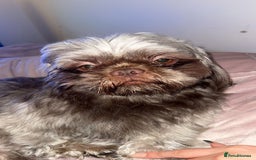Shih Tzu dogs for stud: KC registered proven imperial Shih Tzu for stud  in Leicester - Image 8