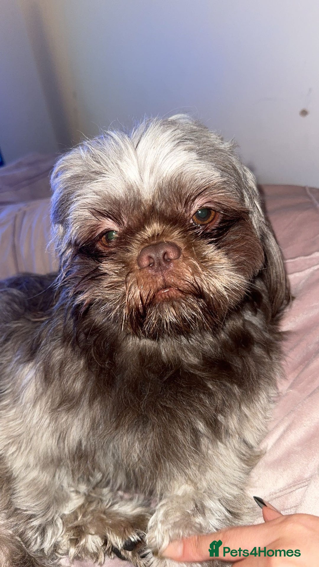 Shih Tzu dogs for stud: KC registered proven imperial Shih Tzu for stud  in Leicester - Image 8