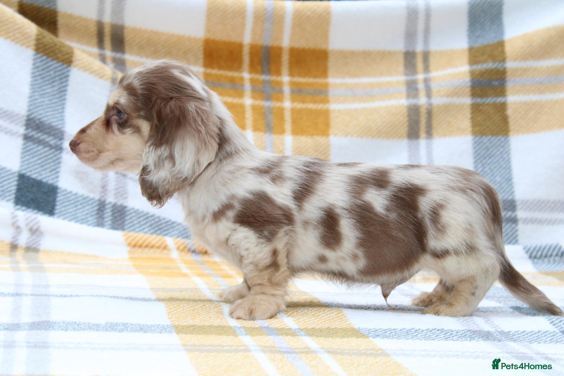 Miniature Dachshund dogs Cream dapple  - Advert 12