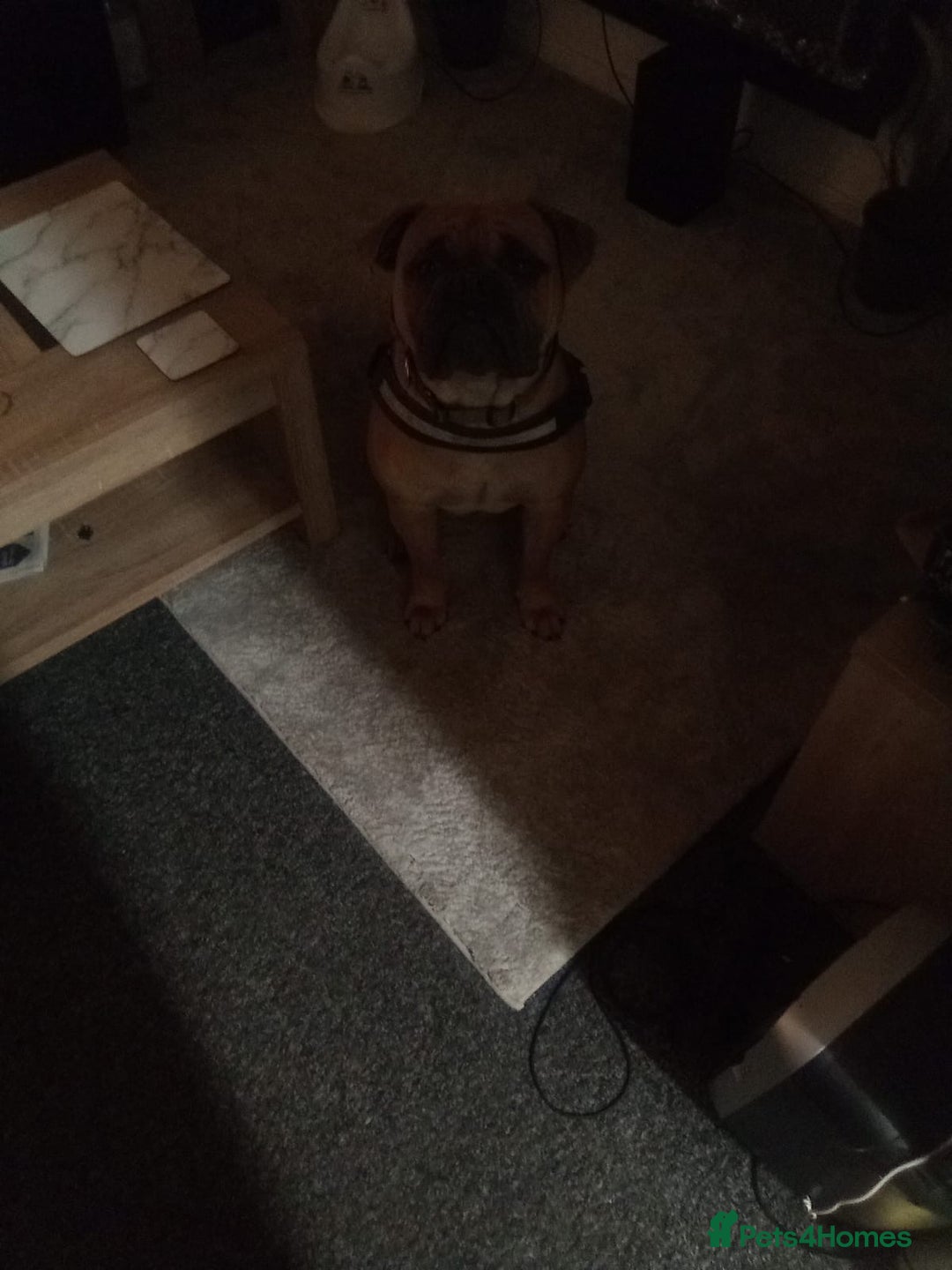 Bullmastiff dogs for sale: Dash  - Advert 3