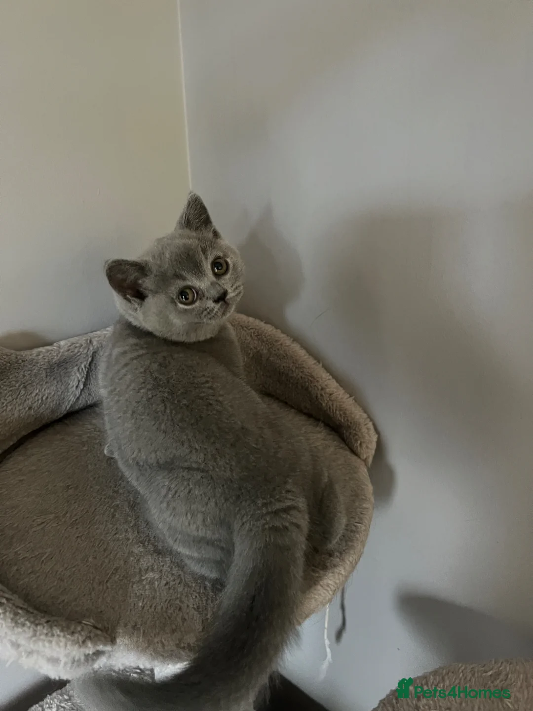 British Shorthair cats for sale: Beautiful British Shorthair Kitten - Advert 6