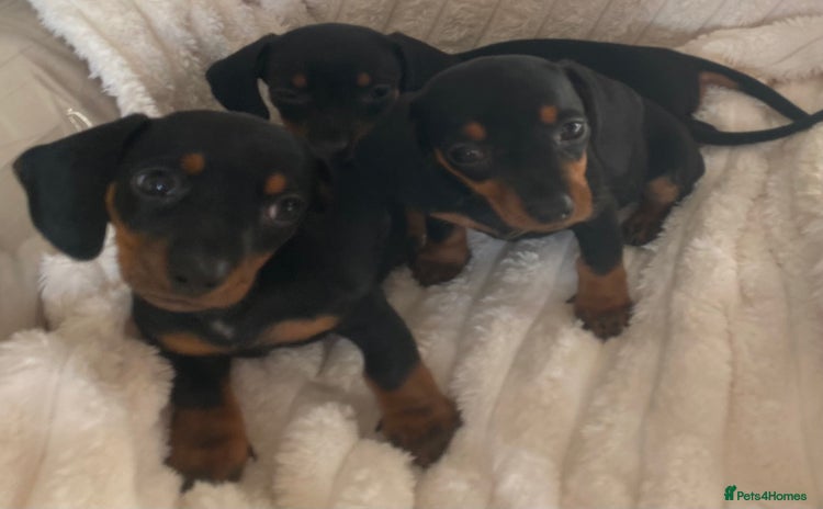 Miniature Dachshund dogs - Advert 3