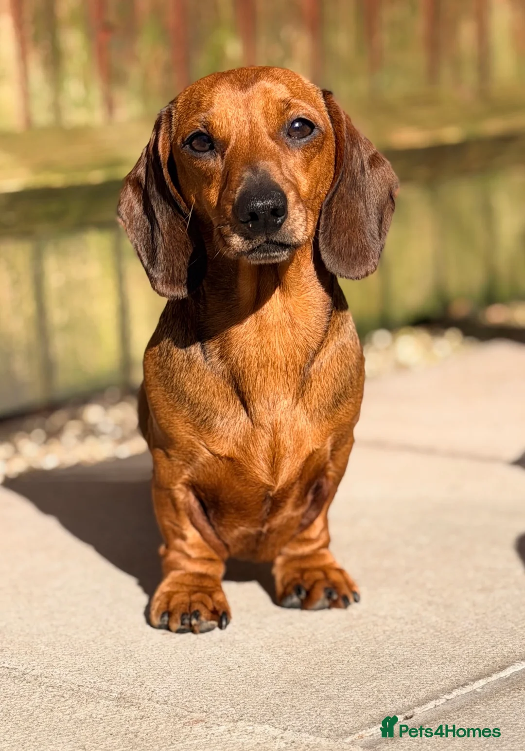 Miniature Dachshund dogs for stud: Kc reg pra clear shaded red mini smooth  - Advert 2