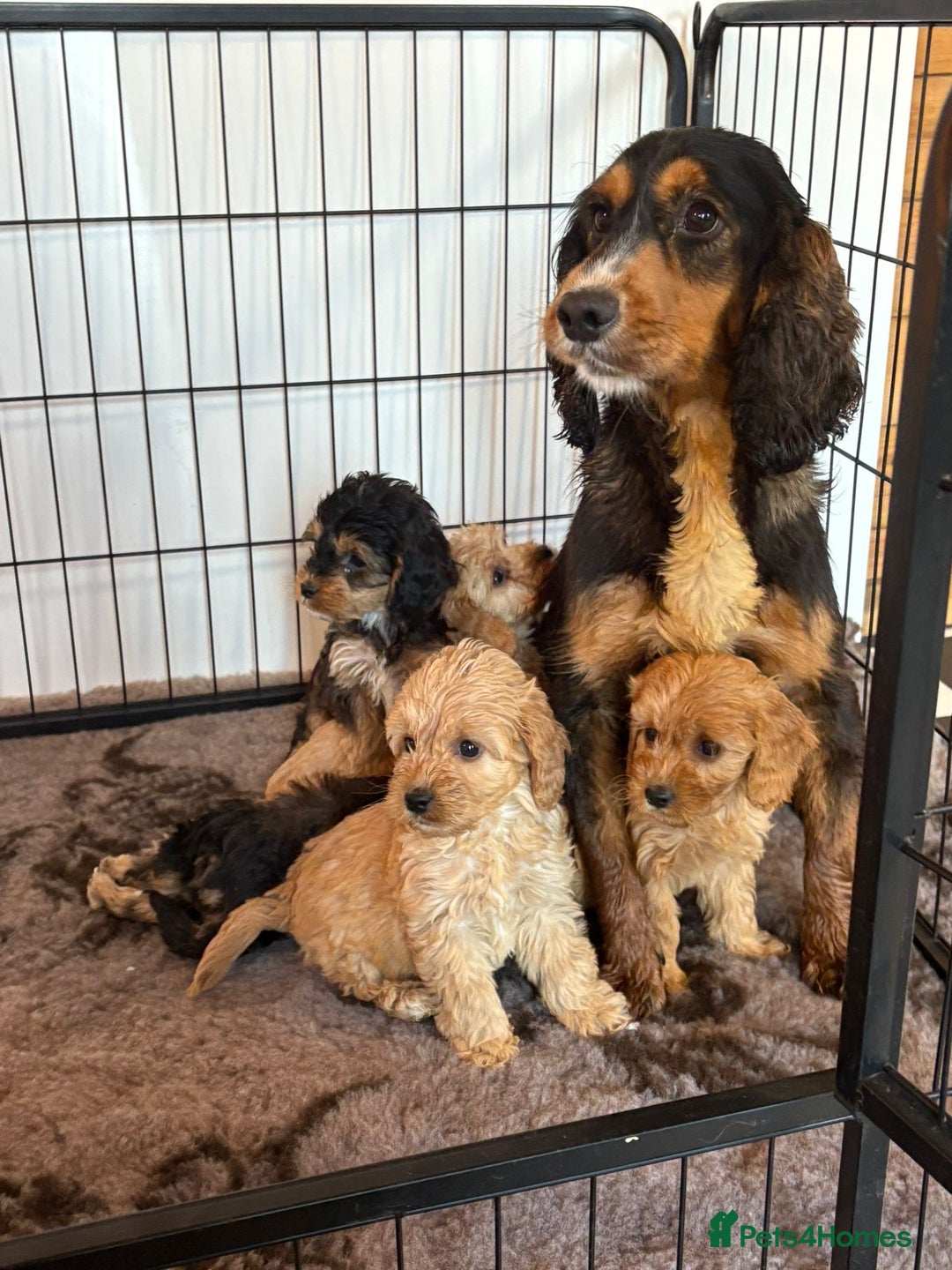 Cockapoo dogs for sale: F1 pra clear Cockapoos(council lincesed breeder) - Advert 8