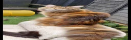 Maine Coon cats for sale: Garth - Advert 2