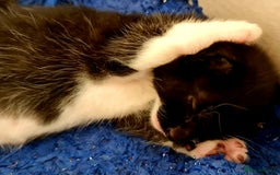 Mixed Breed cats for sale: Sweet Black & White & Tabby Kittens - Image 16