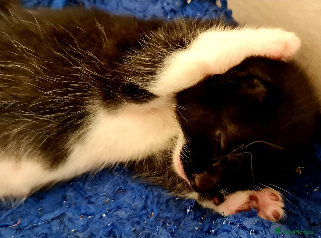 Mixed Breed cats for sale: Sweet Black & White & Tabby Kittens - Image 16
