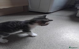 Mixed Breed cats for sale: Lovely Bengal x kittens for sale. - Advert 19