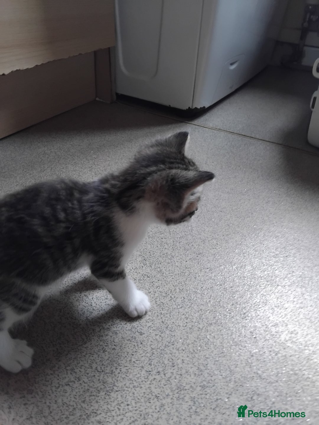 Mixed Breed cats for sale: Lovely Bengal x kittens for sale. - Advert 19