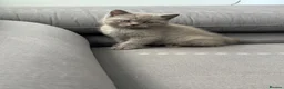 British Shorthair cats for sale: British shorthair kittens  - Advert 9