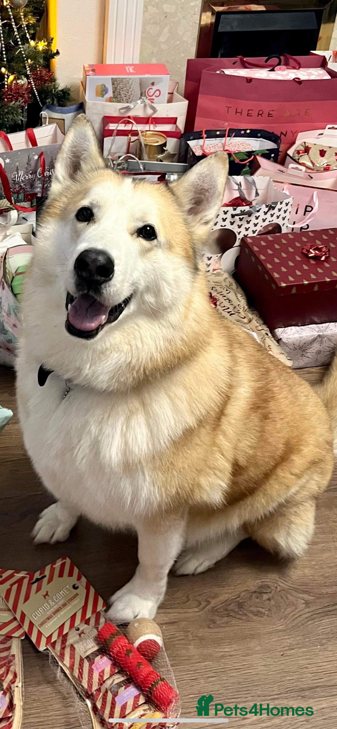 Mixed Breed dogs for sale: Malakay - Image 2