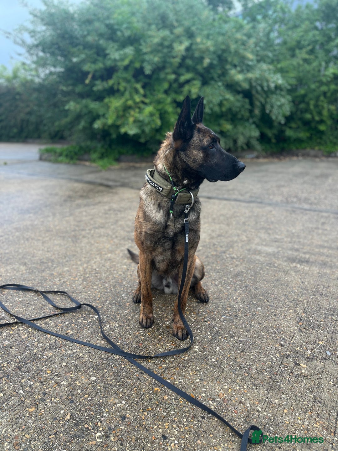 Mixed Breed dogs for sale: Doggo - Advert 5