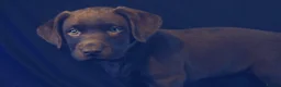 Labrador Retriever dogs for sale: Chocolate Labrador in Glasgow - Advert 15