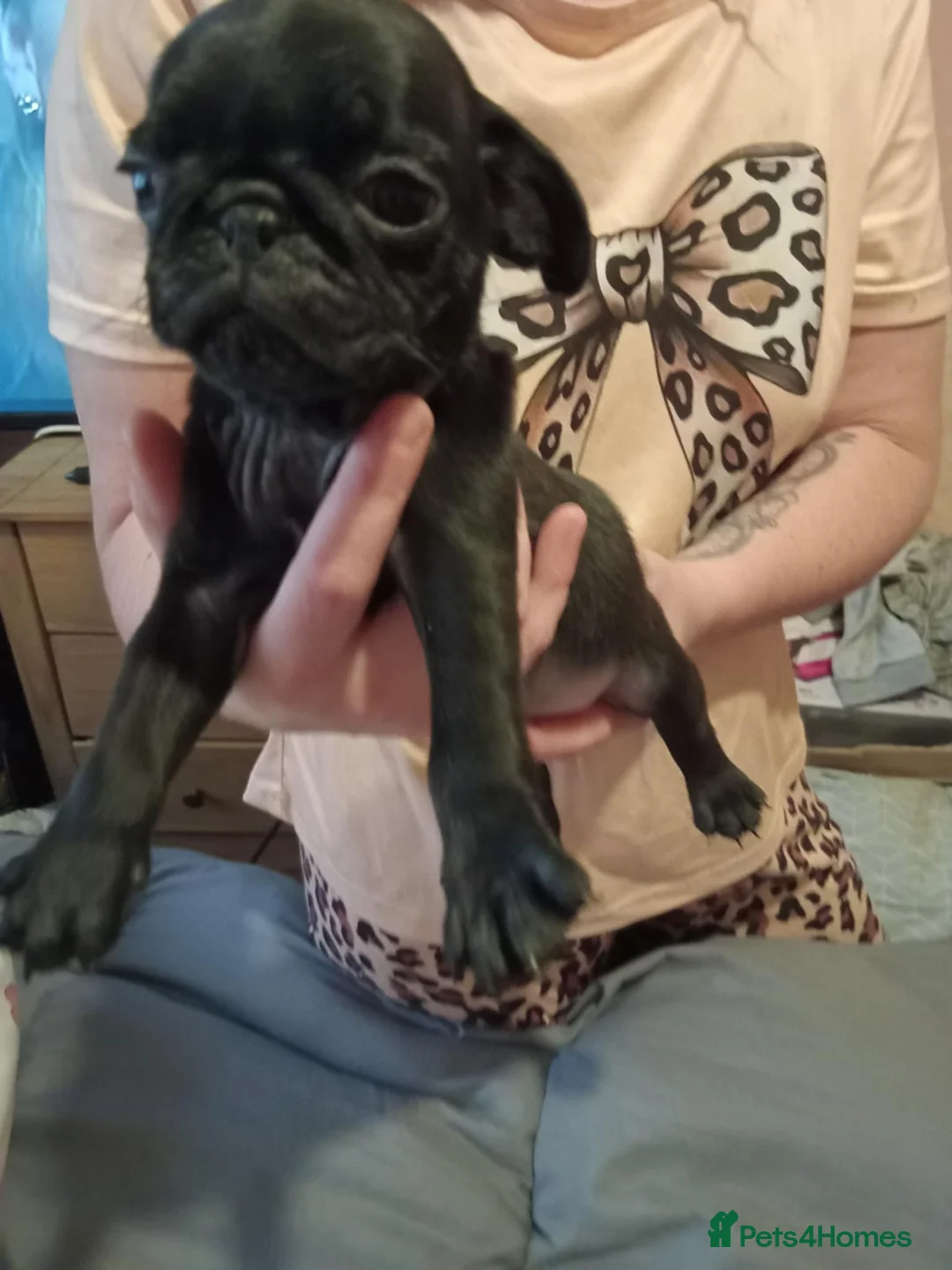 Pug dogs for sale: I have a lovely litter off pug pups for sale  - Advert 8