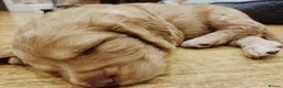 Cocker Spaniel dogs for sale: KC REGISTERED WORKING COCKER SPANIEL PUPPIES  - Advert 6