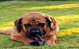 Mastiff dogs for sale: KC English Mastiff puppies - Image 13