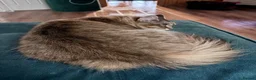 Domestic Shorthair cats for sale: 2 year old cat for rehoming - Advert 7