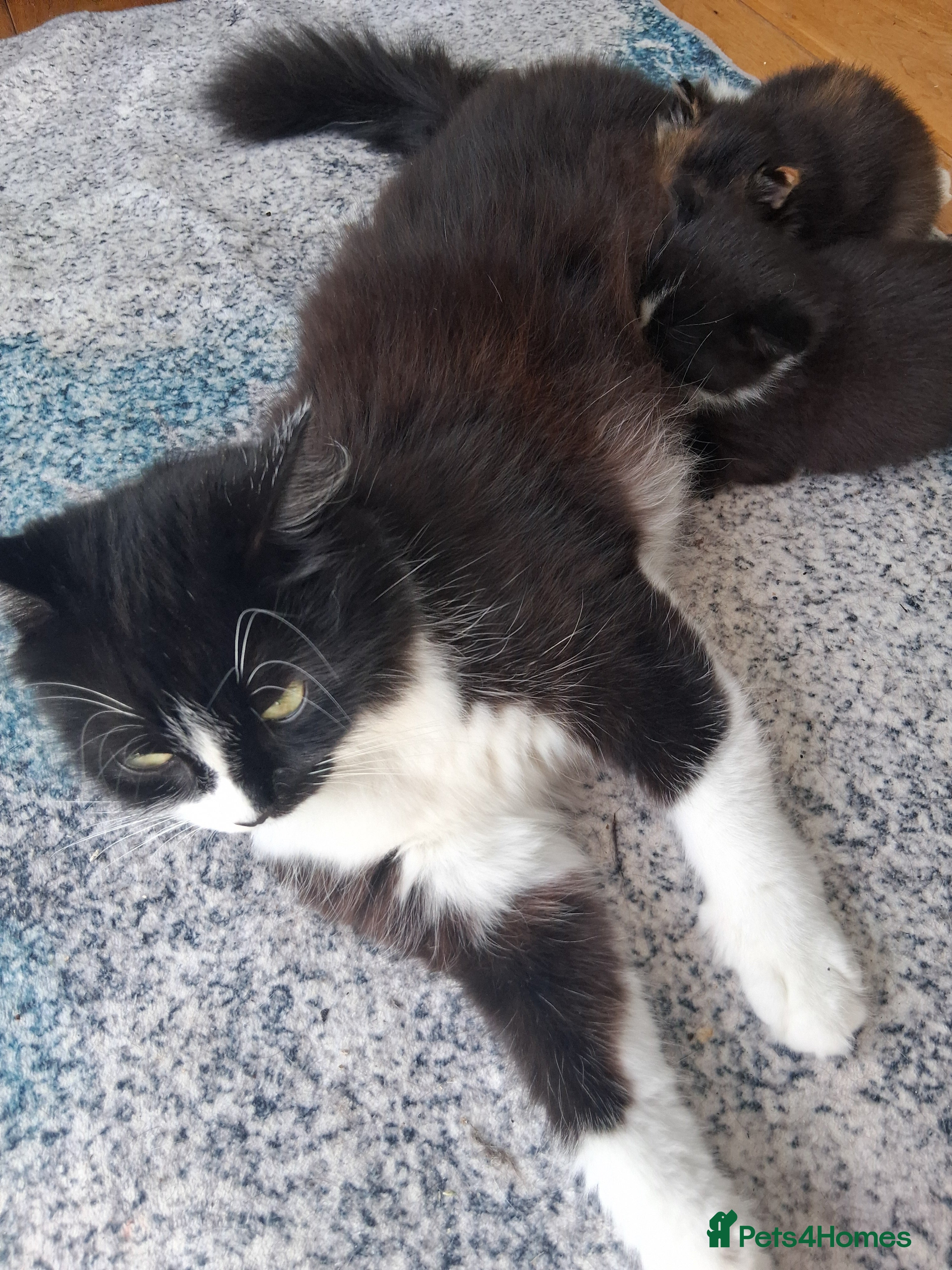 British Longhair cats Extremely friendly fluff balls - Advert 7