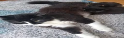 British Longhair cats for sale: Extremely friendly fluff balls - Advert 1