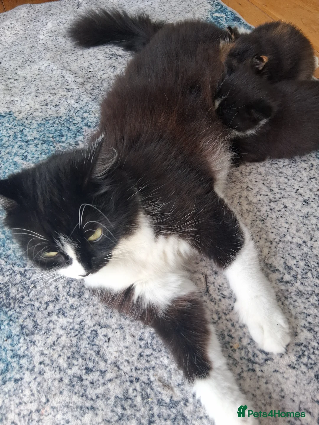 British Longhair cats for sale: Extremely friendly fluff balls - Advert 1
