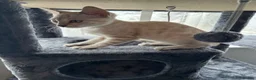 Bengal cats for sale: Snow Bengal with accessories  - Advert 9