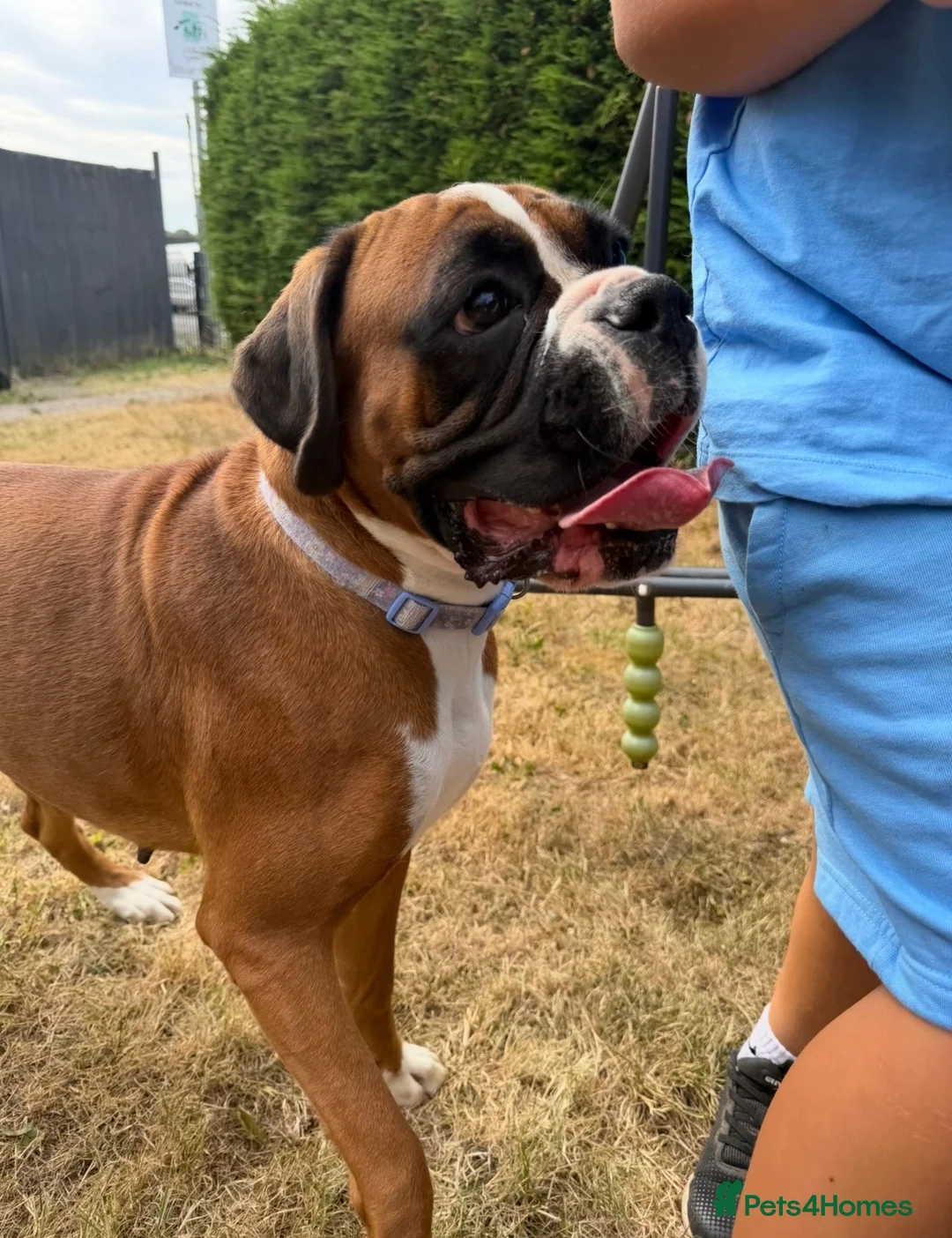 Boxer dogs for sale: Boxer girl looking for her forever home ❤️ - Advert 2