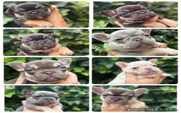 French Bulldog dogs for sale: French bulldog puppies for sale - Image 1