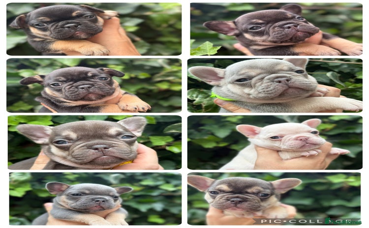 French Bulldog dogs - Advert 5