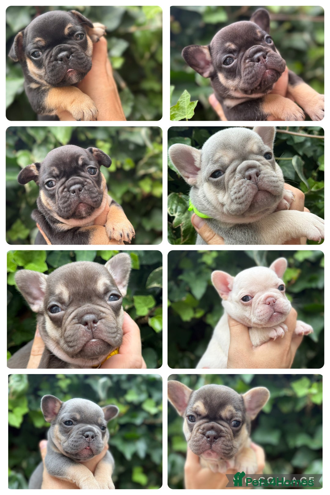 French Bulldog dogs for sale: French bulldog puppies for sale - Image 1