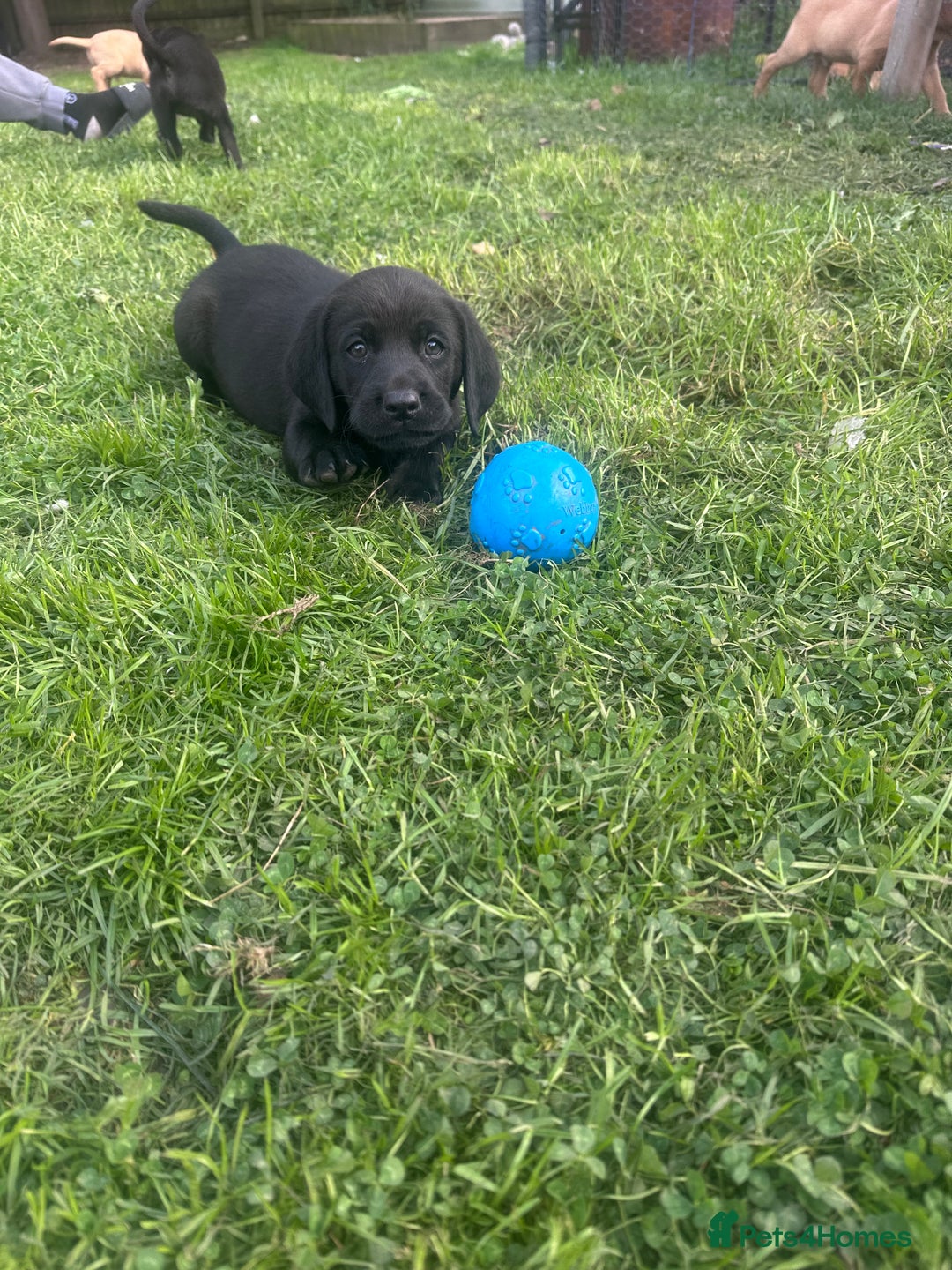 Labrador Retriever dogs for sale: Beautiful Labrador pups  - Image 13