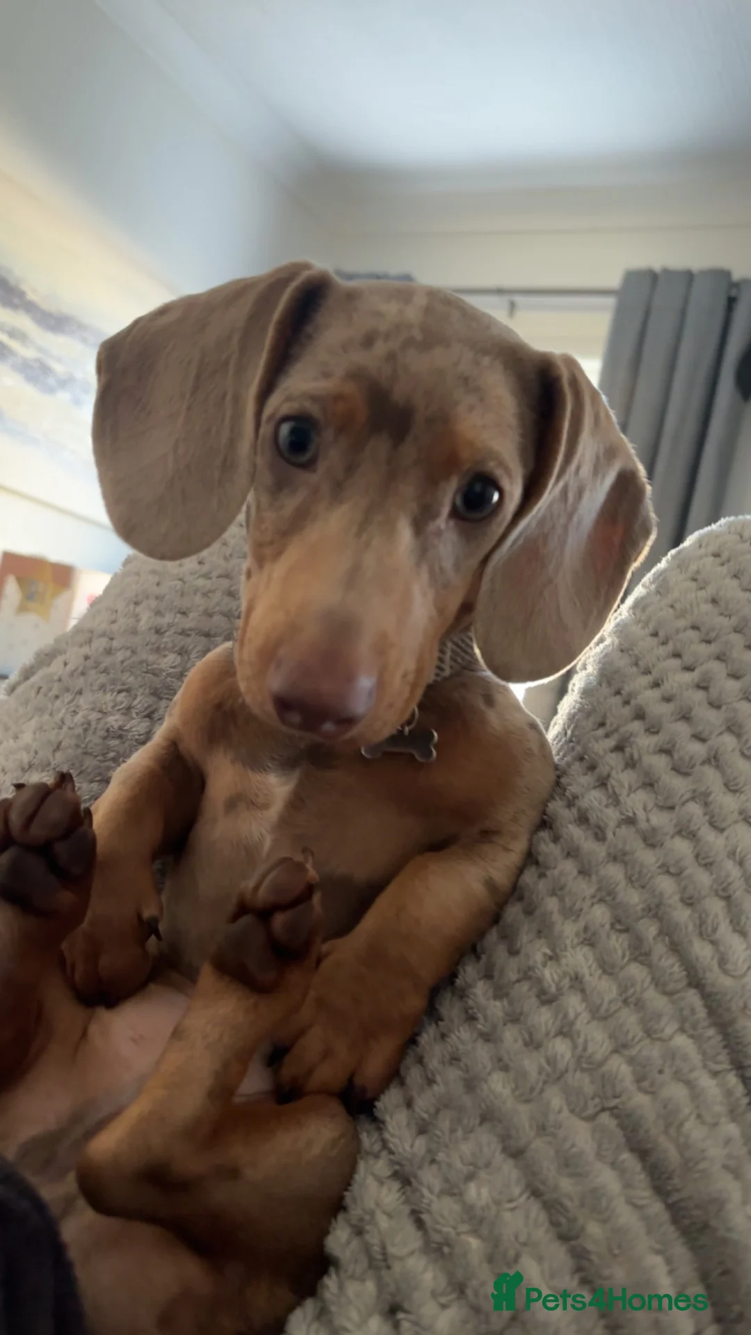 Dachshund dogs for stud: Stud  - Advert 8