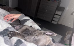 Belgian Shepherd Dog dogs for sale: Blue dutch herder puppy - Image 7