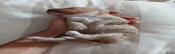 Sproodle dogs for sale: Beautiful F1B Sproodles!  in Doncaster - Advert 8