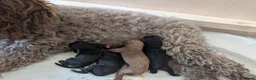 Cockapoo dogs for sale: Pups have arrived! F1BB cockapoo puppies  - Advert 5