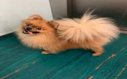 Pomeranian dogs for sale: Pomeranian boy in Belfast - Image 2