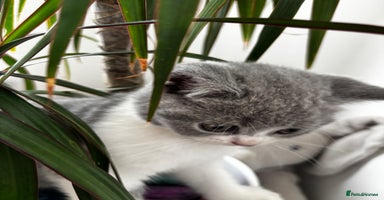 Scottish Fold cats - Advert 12