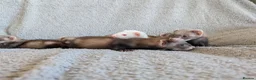 Ferret rodents for sale: Ferret kits in West Malling - Advert 8