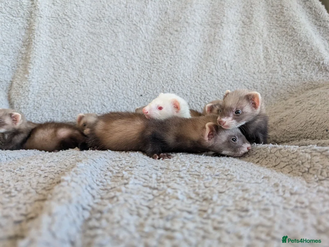 Ferret rodents for sale: Ferret kits in West Malling - Advert 8