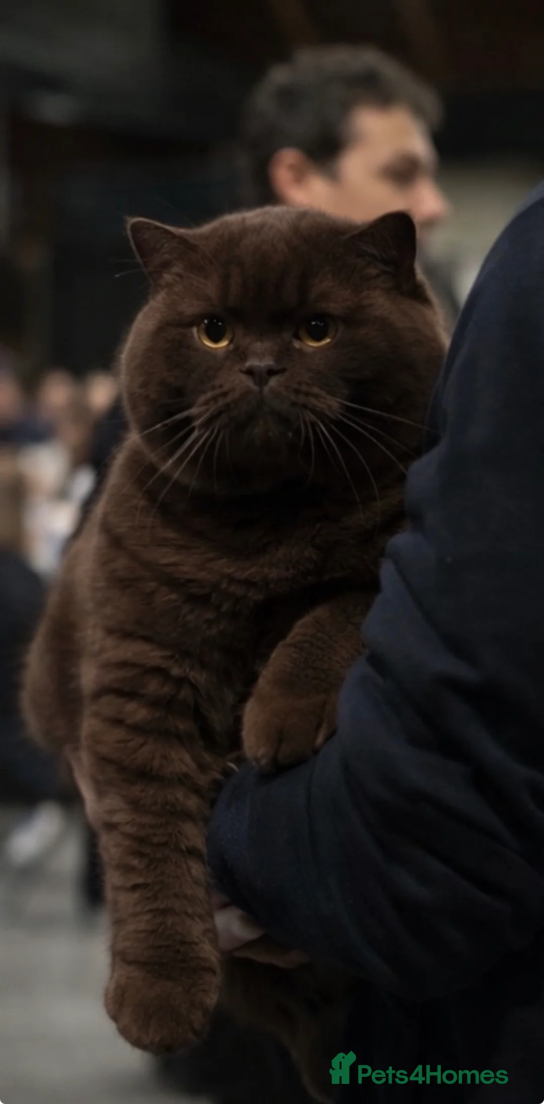 British Shorthair cats for sale: ✨Chocolate Delights ✨ - Advert 11