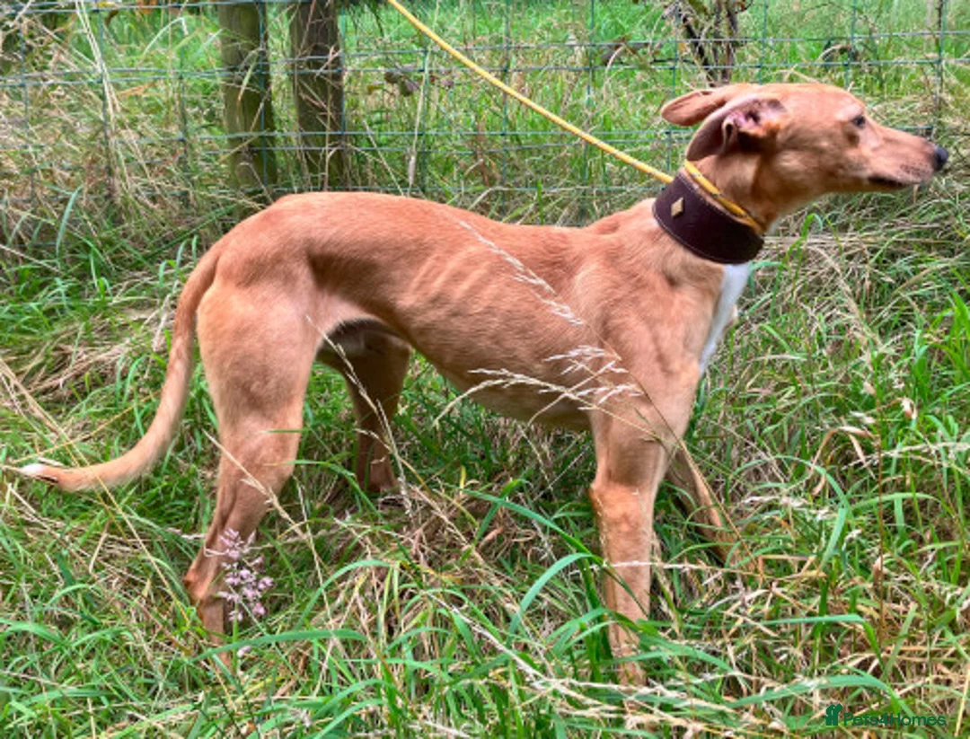 Lurcher dogs for adoption: LENNOX, 2-year-old lurcher in rescue in Halifax - Advert 5