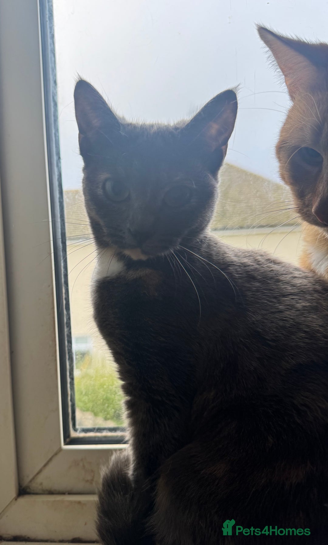 Domestic Shorthair cats for sale: Beautiful 18 week Old kittys  - Advert 6