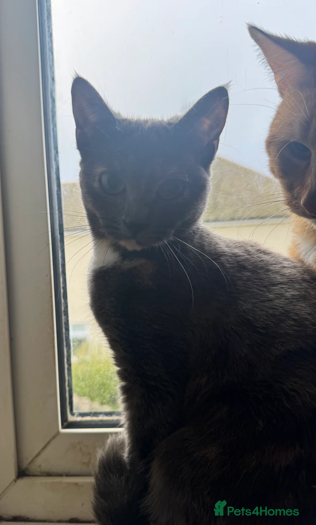 Domestic Shorthair cats for sale: Beautiful 18 week Old kittys  - Advert 6