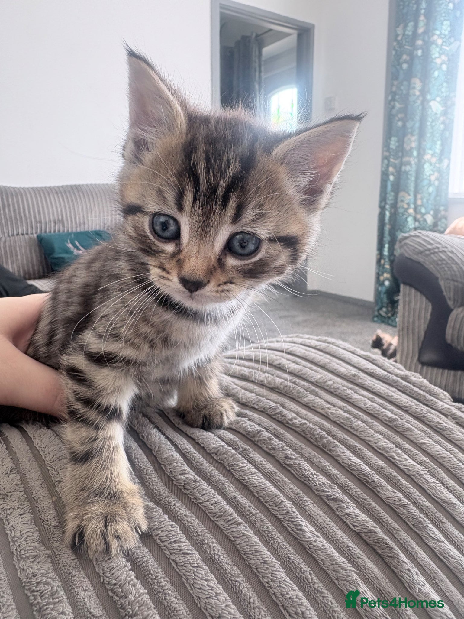 Mixed Breed cats Tabby and tortoiseshell kittens  - Advert 1