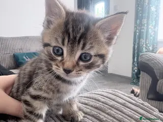 Mixed Breed cats Tabby and tortoiseshell kittens - Advert 1