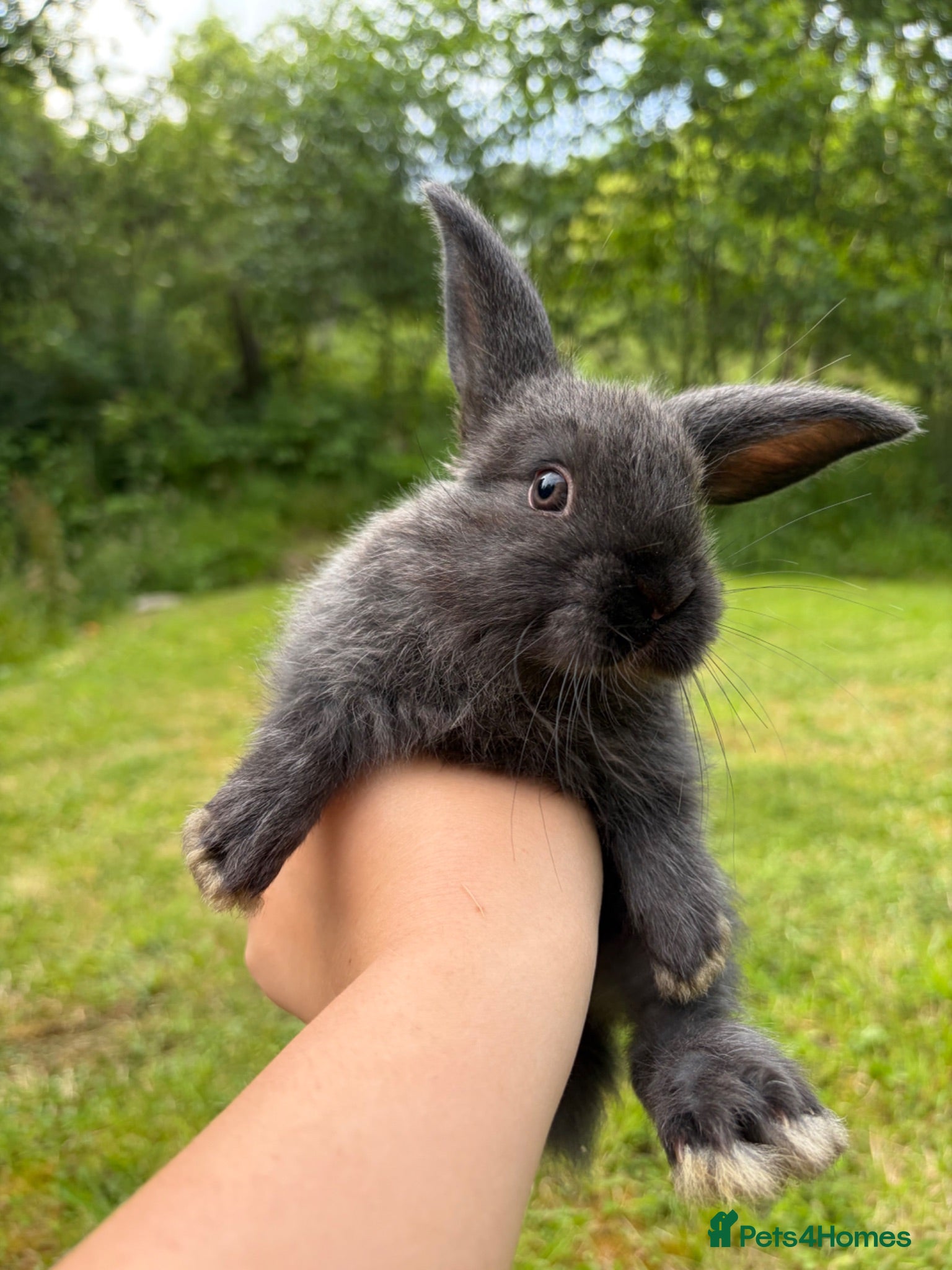 Mixed Breed rabbits English Spot cross Mini Lops - Advert 2